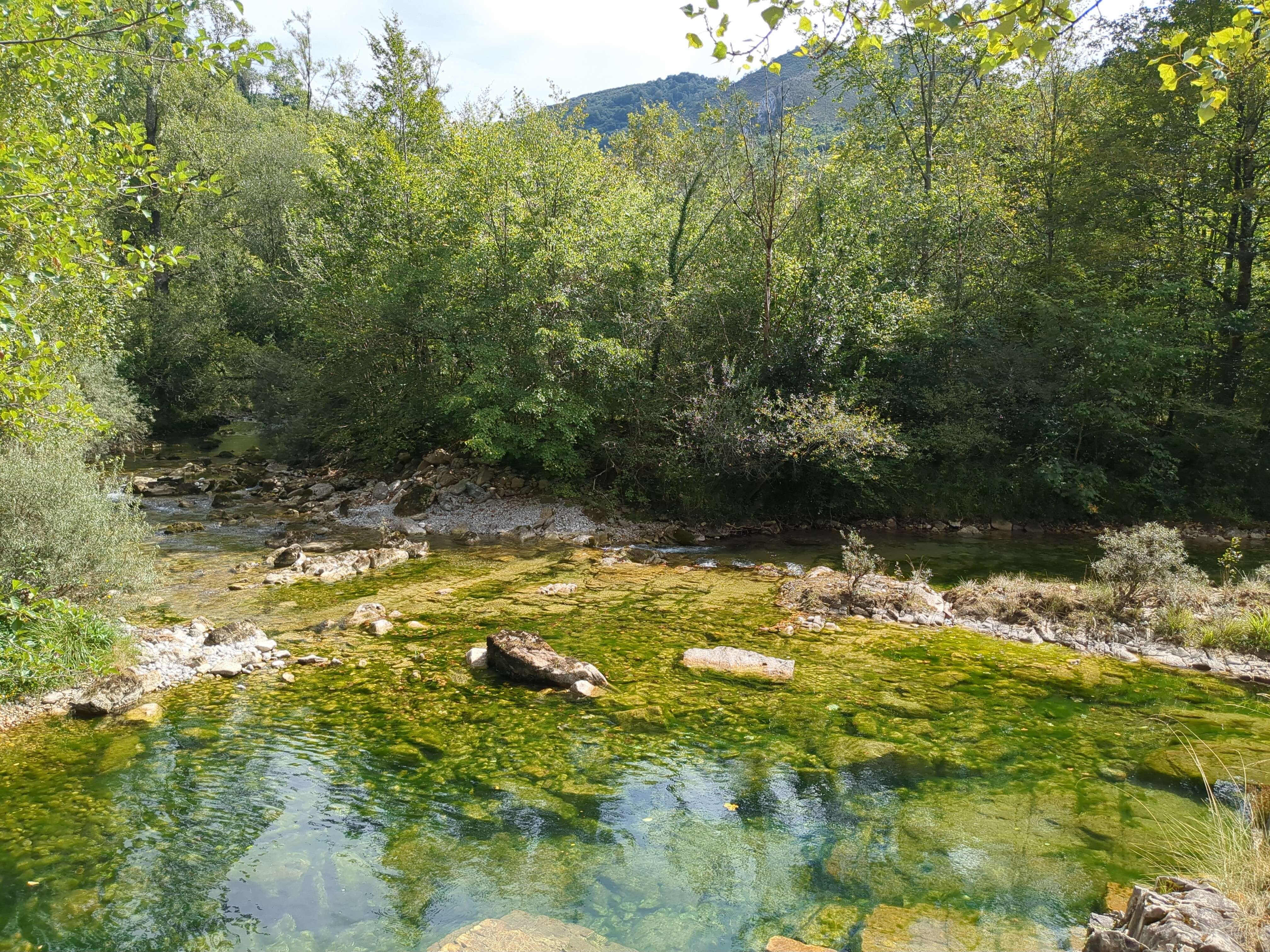 "a lake in the forest"